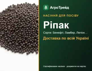 Зображення для оголошення Продам насіння ріпаку