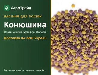 Зображення для оголошення Продам насіння конюшини