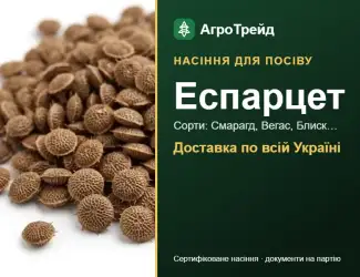 Зображення для оголошення Продам насіння еспарцету