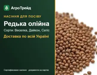 Зображення для оголошення Продам насіння олійної редьки