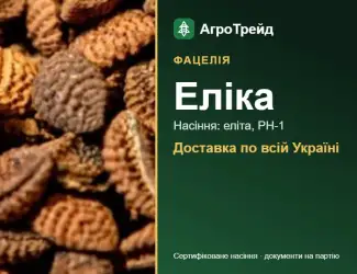 Зображення для оголошення Фацелія Еліка