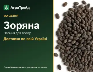 Зображення для оголошення Купити насіння фацелії Зоряна