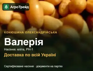 Зображення для оголошення Валерія — конюшина олександрійська, насіння
