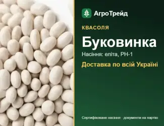 Зображення для оголошення Квасоля Буковинка