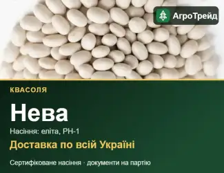 Зображення для оголошення Продам насіння квасолі Нева