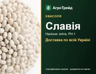 Зображення для оголошення Квасоля Славія — насіння