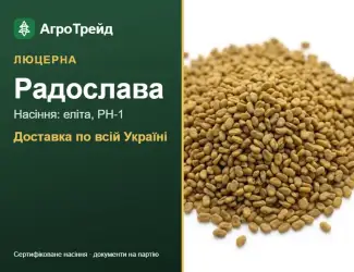 Зображення для оголошення Купити насіння люцерни Радослава
