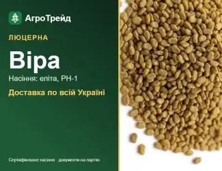 Зображення для оголошення Продам насіння люцерни Віра