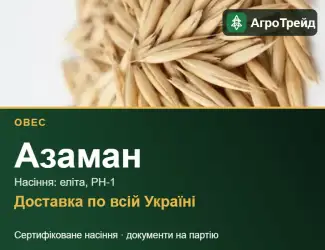 Зображення для оголошення Овес Азаман