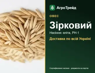 Зображення для оголошення Насіння вівса Зірковий