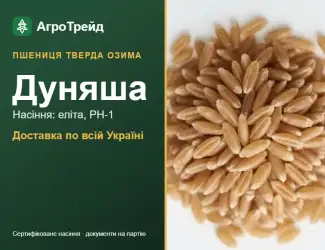 Зображення для оголошення Насіння твердої озимої пшениці Дуняша