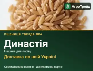 Зображення для оголошення Династія — пшениця тверда яра, насіння