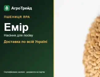 Зображення для оголошення Продам насіння ярої пшениці Емір