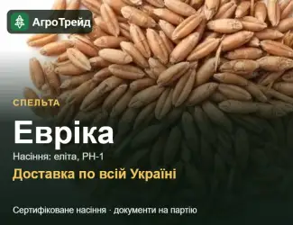 Зображення для оголошення Продам насіння спельти Евріка