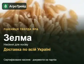 Зображення для оголошення Зелма — пшениця тверда яра, насіння