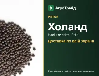 Зображення для оголошення Холанд — ріпак, насіння