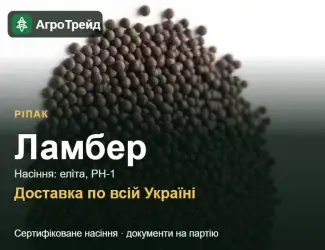 Зображення для оголошення Купити насіння ріпаку Ламбер