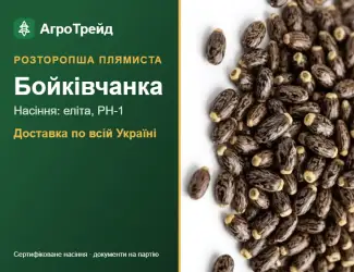 Зображення для оголошення Розторопша плямиста Бойківчанка
