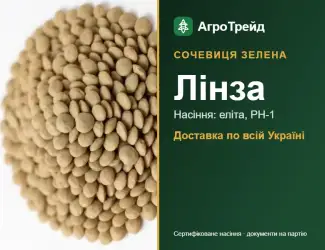 Зображення для оголошення Лінза — сочевиця зелена, насіння