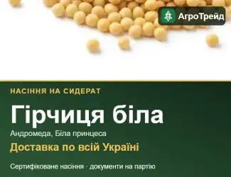 Зображення для оголошення Гірчиця біла на сидерат — насіння