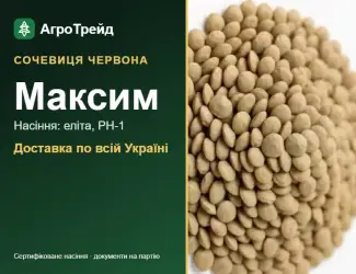 Зображення для оголошення Сочевиця червона Максим
