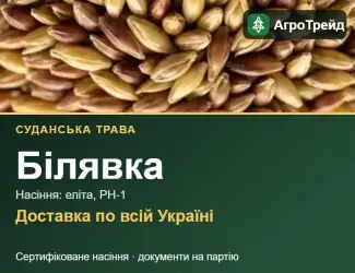 Зображення для оголошення Білявка — суданська трава, насіння