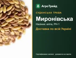 Зображення для оголошення Миронівська — суданська трава, насіння