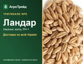 Зображення для оголошення Тритикале яре Ландар — насіння