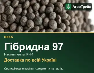 Зображення для оголошення Насіння вики Гібридна 97