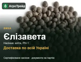 Зображення для оголошення Купити насіння вики Єлізавета