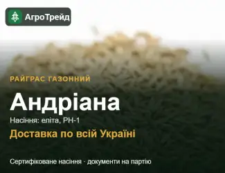 Зображення для оголошення Андріана — райграс газонний, насіння