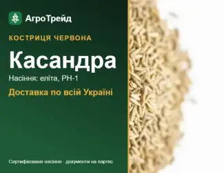 Зображення для оголошення Купити насіння костриці червоної Касандра