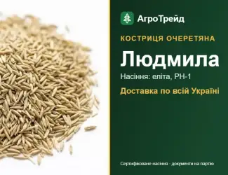 Зображення для оголошення Купити насіння костриці очеретяної Людмила