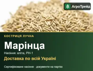 Зображення для оголошення Костриця лучна Марінца — насіння