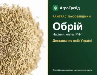 Зображення для оголошення Райграс пасовищний Обрій — насіння
