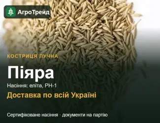 Зображення для оголошення Купити насіння костриці лучної Піяра