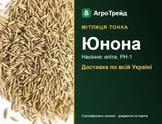 Зображення для оголошення Купити насіння мітлиці тонкої Юнона