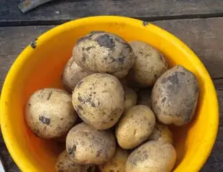 Картопля Адретта, Пікассо