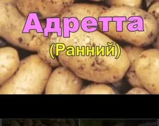 Картопля Адретта, Пікассо