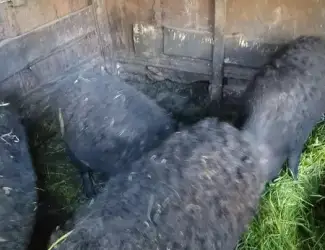 Продам свыней жывым весом свинки кабан на мясо