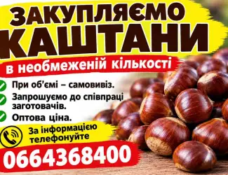 Каштани в необмеженій кількості. Оптом