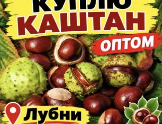 Каштани каштани