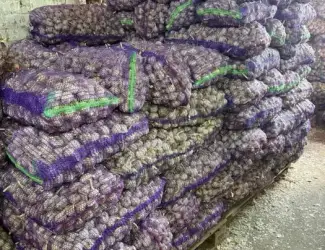 Продам товарний часник/експорт/
