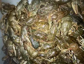 Зображення для оголошення Живі раки