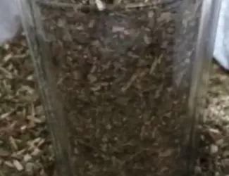 Махорка