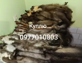 Куплю шкури куниці