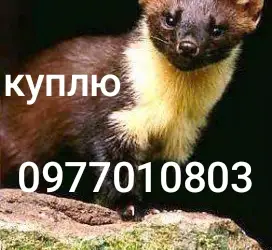 Куплю шкури куниці