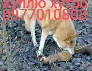 Куплю шкури куниці