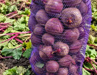Продам буряк оптом (1 та 2 сорт)