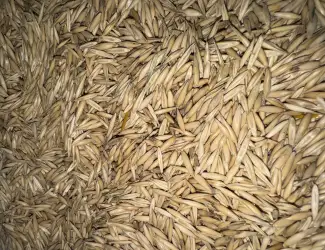 Продаж ВІВСА оптом — Харківська область
